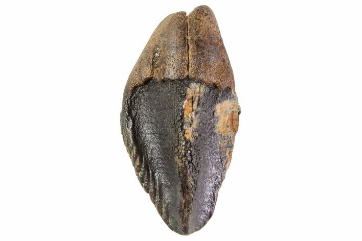 Triceratops Tooth Crown (Little Wear) - Montana #69128